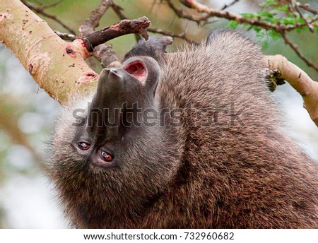 Olive baboon (Papio anubis) upside down in acacia tree with mouth open