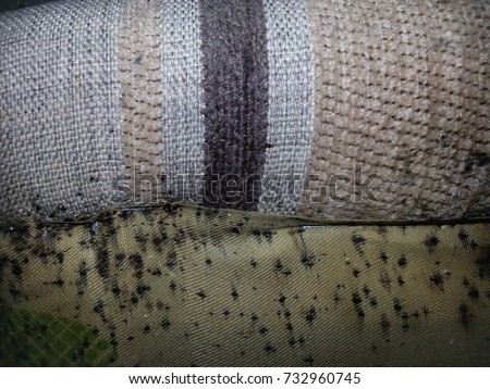 Bed bugs and bedbug droppings