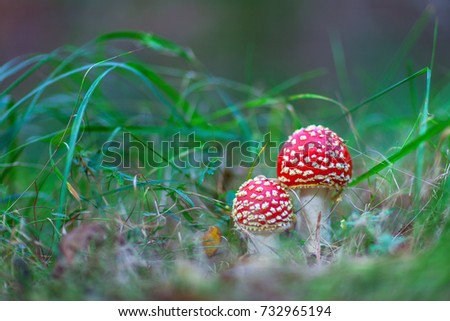 Toadstool mushrooms in the forest with blurry background and shallow depth of field.