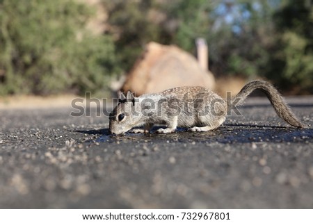 Antelope Squirrel 