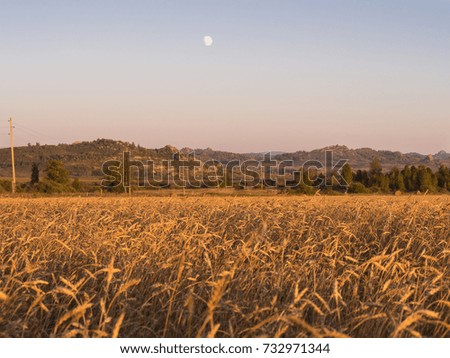 field of ripe wheat in sunset with rocks in the distance and moon in the sky