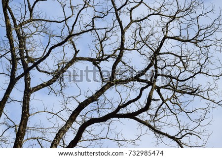Tree background texture in autumn