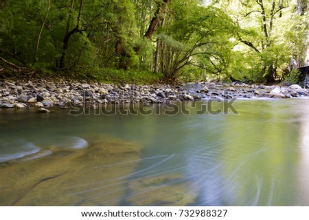 A slow moving stream in a forest