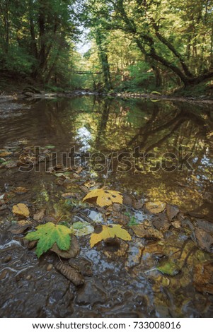 leaves in the stream