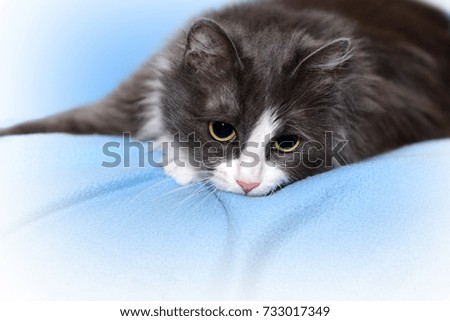 Cat gray-white cat 