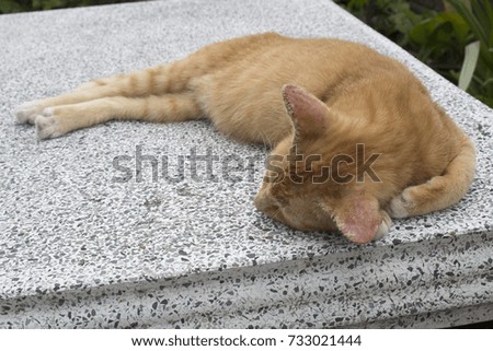 Orange cats sleeping on the marble knuckles.