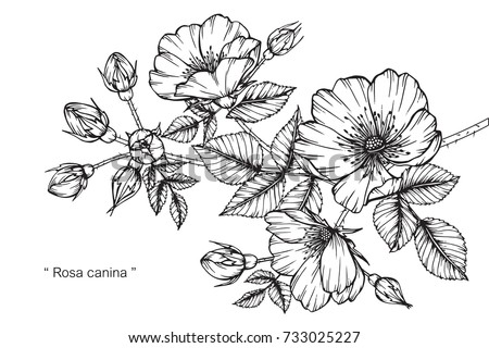 Hand drawing and sketch Rosa canina flower. Black and white with line art illustration. Royalty-Free Stock Photo #733025227