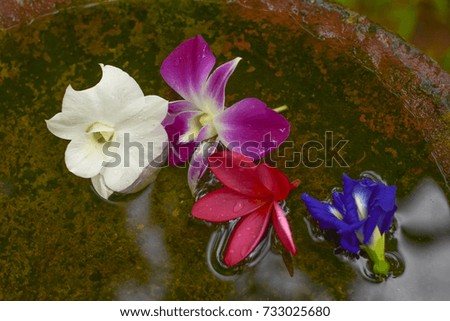 White orchid Purple Orchid , Champa flowers, blue flowers Floating on the surface on a rainy day.
