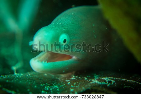 White eyed moray eel in Sipadan island. Scuba diving in Borneo, Malaysia