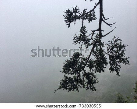 Background and Landscape:Fog in the Rain Forest