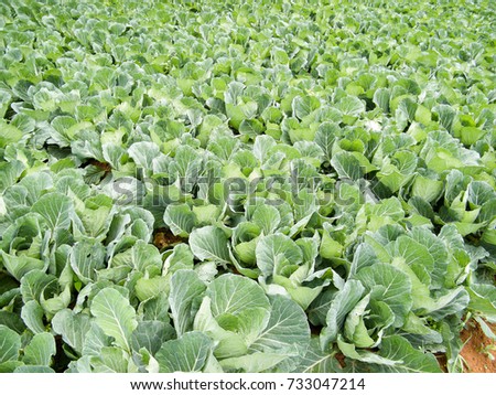 Nuwara Eliya vegetable farms