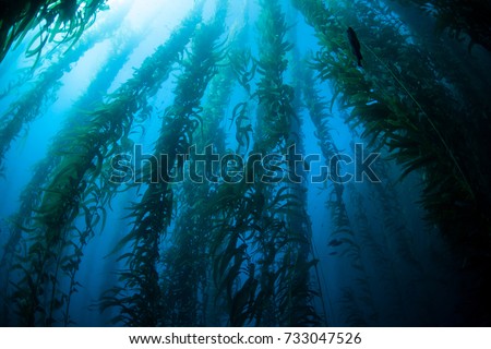 Giant kelp (Macrocystis pyrifera) grows in a thick, underwater forest near the Channel Islands in California. This area is part of a National Park and is teeming with thousands of marine species. Royalty-Free Stock Photo #733047526