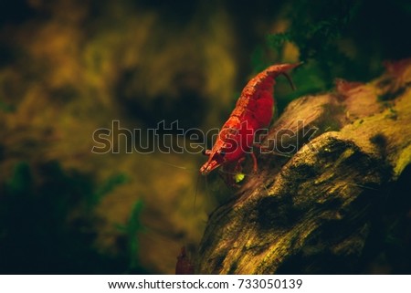 Nice painted fire red neocaridina shrimp