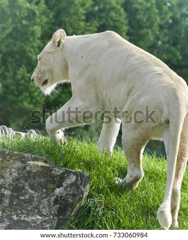 Picture with a white lion walking on a grass field