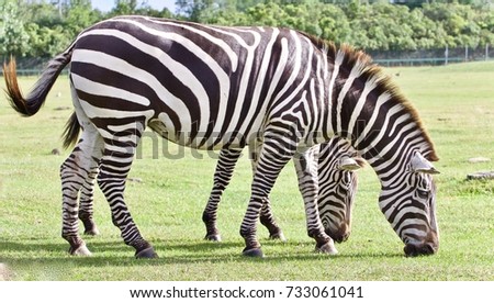 Photo of a couple of zebras eating the grass