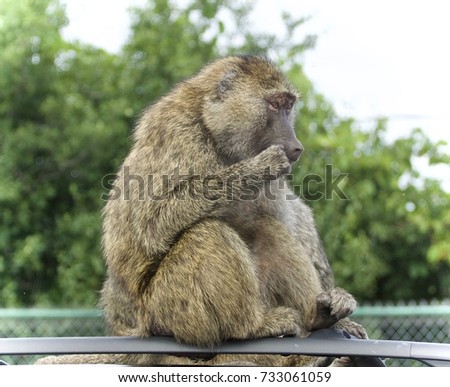Isolated photo of a funny baboon looking aside