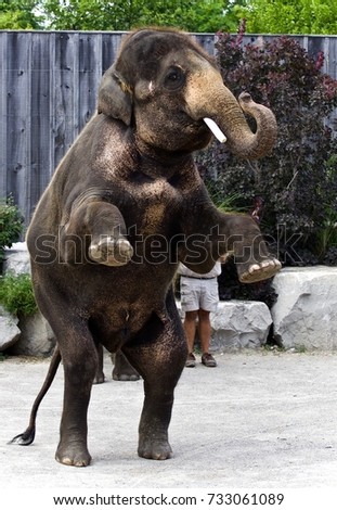 Photo of an elephant standing on two legs