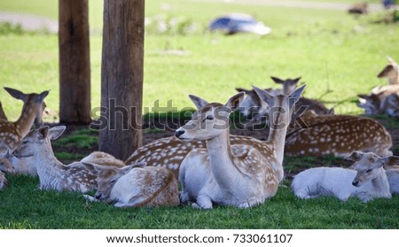 Isolated picture with a group of cute small deer