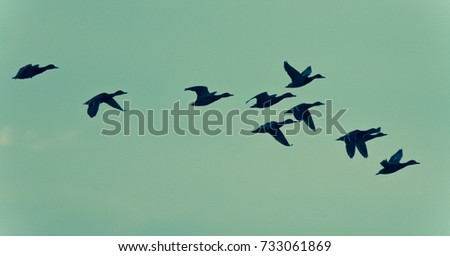 Isolated image of a group of ducks flying