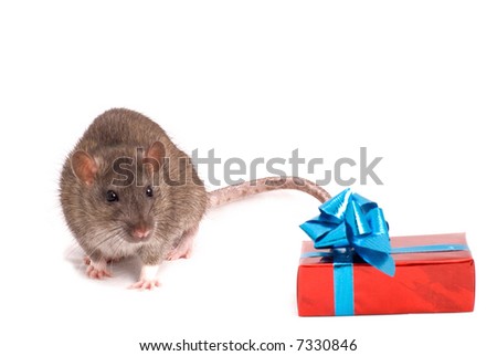 Rat with a gift on white background