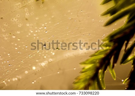 Forest after rain. Drops of water on needles of spruce, pine.
