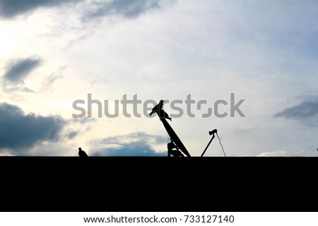 dove stand on satellite dish at condominium