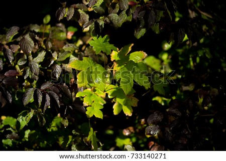 Autumn leaves in vibrant colors