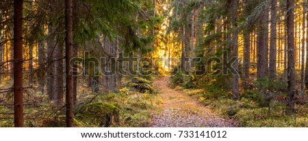 Autumn in Finland, lake and forest, sunset, nature photography. Travel. Royalty-Free Stock Photo #733141012