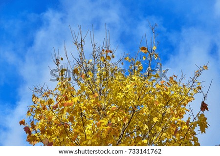Colourful autumn leaves on maple trees on the background of sunny blue sky with clouds