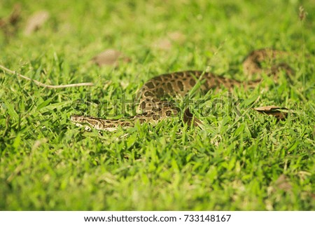 a snake in the grass.