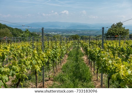 Photograph of wine plants in the black forest, germany