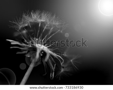 Black and white abstract dandelion background, closeup with soft focus.