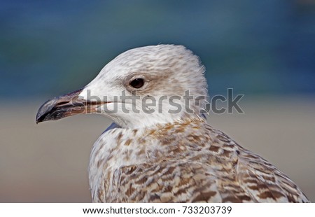 portrait of big sea gull