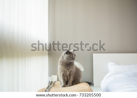 Elegant British Short Hair cat sitting on a rug on top of a wicker stool beside a bed in a bedroom in Edinburgh, Scotland, UK, with the light coming through the blinds as she looks away.
