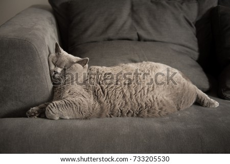 Lazy British Short Hair cat sleeping on a couch in a flat in Edinburgh, Scotland, with her face squashed  against the furniture as she is fully relaxed