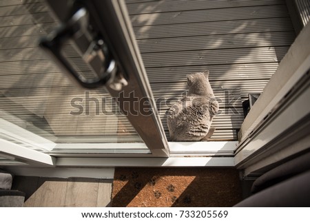 Elegant British Short Hair cat sitting on the decking area of a garden outside a patio door in a bedroom in Edinburgh, Scotland, UK, where a door mat with cat paw prints can be seen on the foreground.