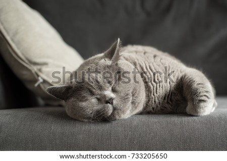 Sleepy British Short Hair cat lying on a couch beside a cushion in a flat in Edinburgh, Scotland, UK, with her paw folded as she dreams away