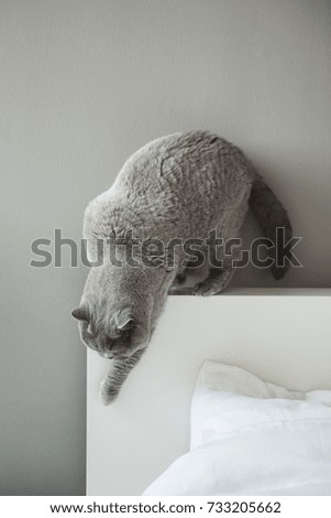 Elegant British Short Hair cat walking down from a white bed headboard in a house in Edinburgh, Scotland, UK, as she tries to avoid the cushion and duvet.