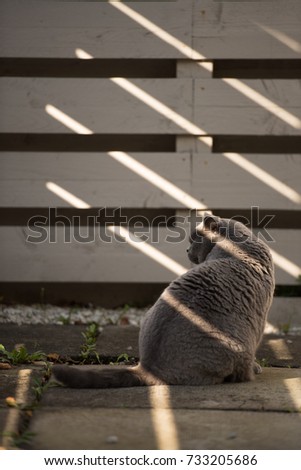 Elegant British Short Hair cat sits still and looking back beside a wooden fence where the shadow creates lines on her body, in Edinburgh, Scotland, UK