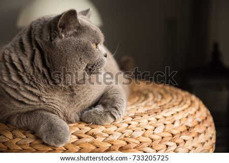 Elegant British Short Hair cat sitting on top of a wicker stool in a bedroom in Edinburgh, Scotland, UK, looking away with a relaxed and comfy manner