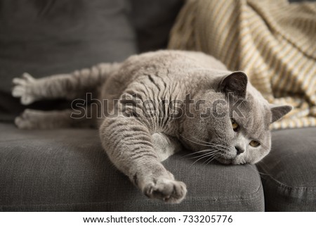 Lazy British Short Hair cat stretches while napping on a couch in a flat in Edinburgh, Scotland, UK, where a yellow blanket can be seen on the background.