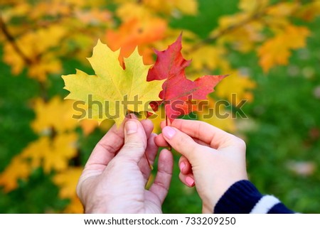 Woman and man hand together hold bright yellow and red autumn maple leaves.