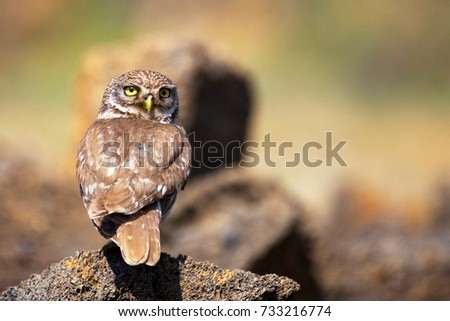 the little owl is on the stone with her head turned. Athene noctua