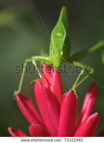 Katydid, long horned grasshopper or cricket on purple flower, pico bonito national park, honduras