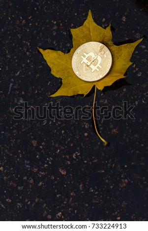 bitcoin yellow leaf in water after rain