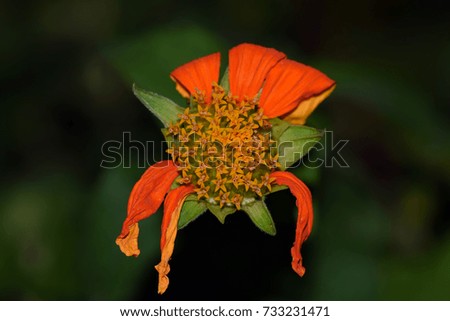 Japanese Mexican sunflower