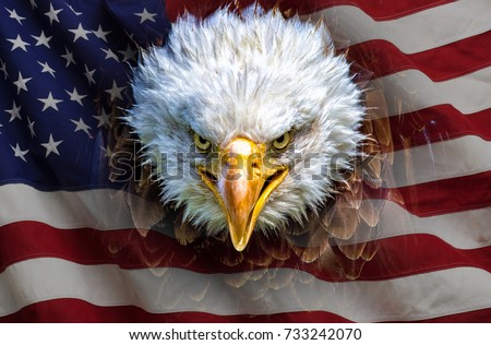 An angry north american bald eagle on american flag. Royalty-Free Stock Photo #733242070