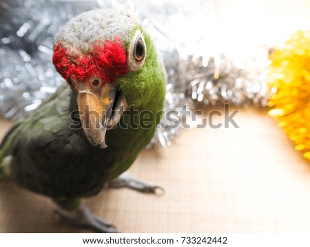 Funny parrot posing.