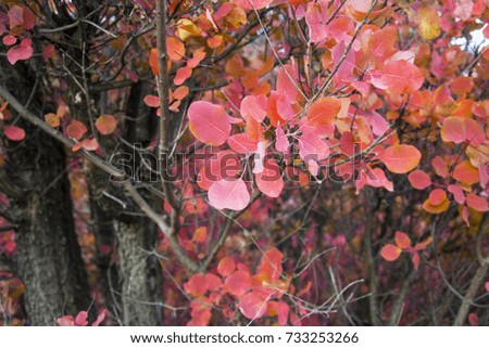 Autumn background. Bright crimson leaves