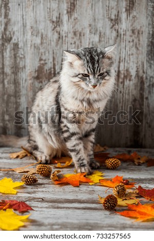 Gray fluffy cat sits on autumn leaves on wooden background